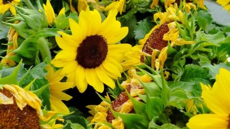 Sunflower