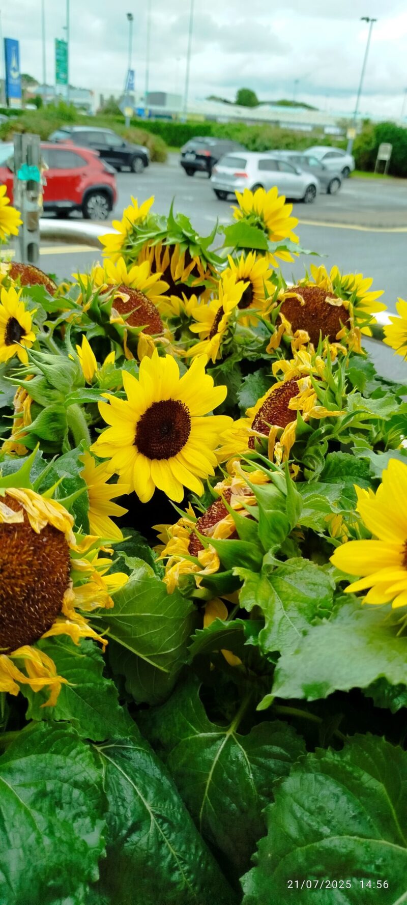 Sunflower