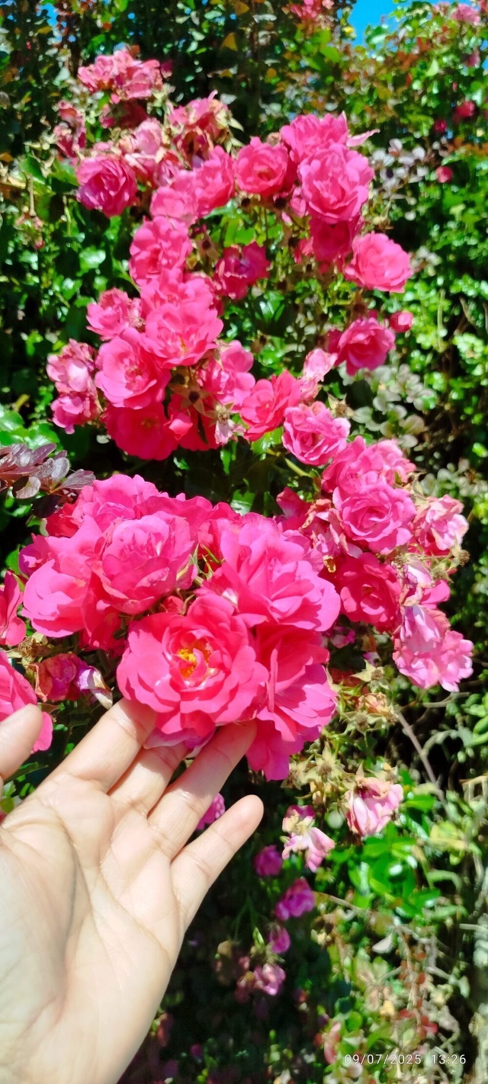 Roses - Image 2