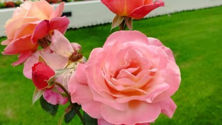 Roses