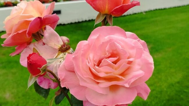 Roses