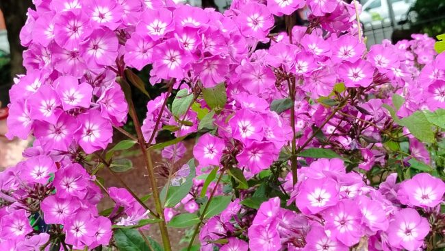 Flowers