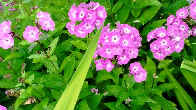 Flowers