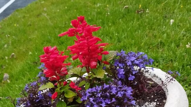Flowers