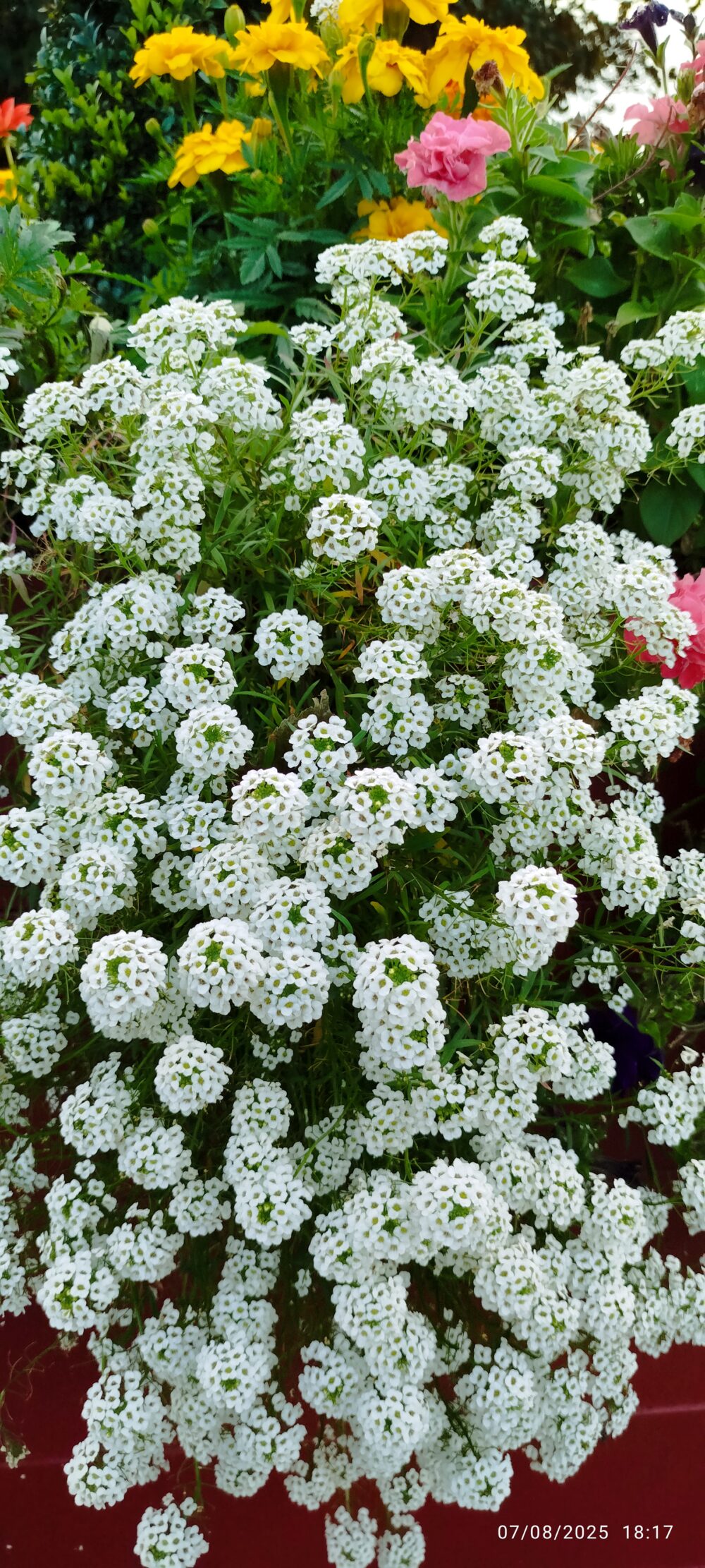 White flower