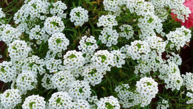 White flower