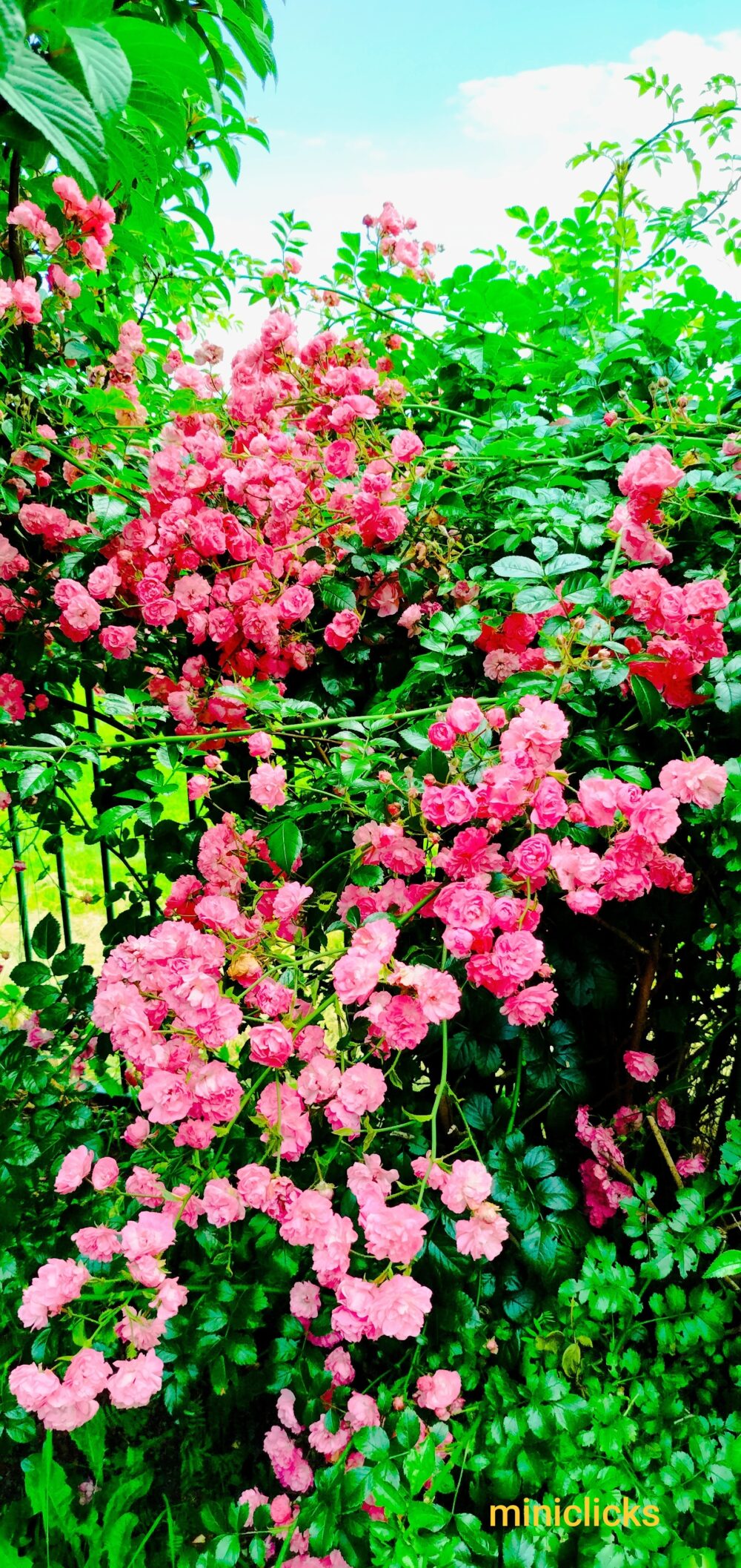 Pink rose