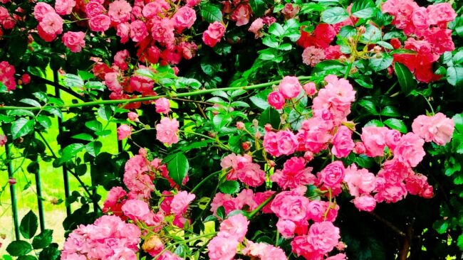 Pink rose