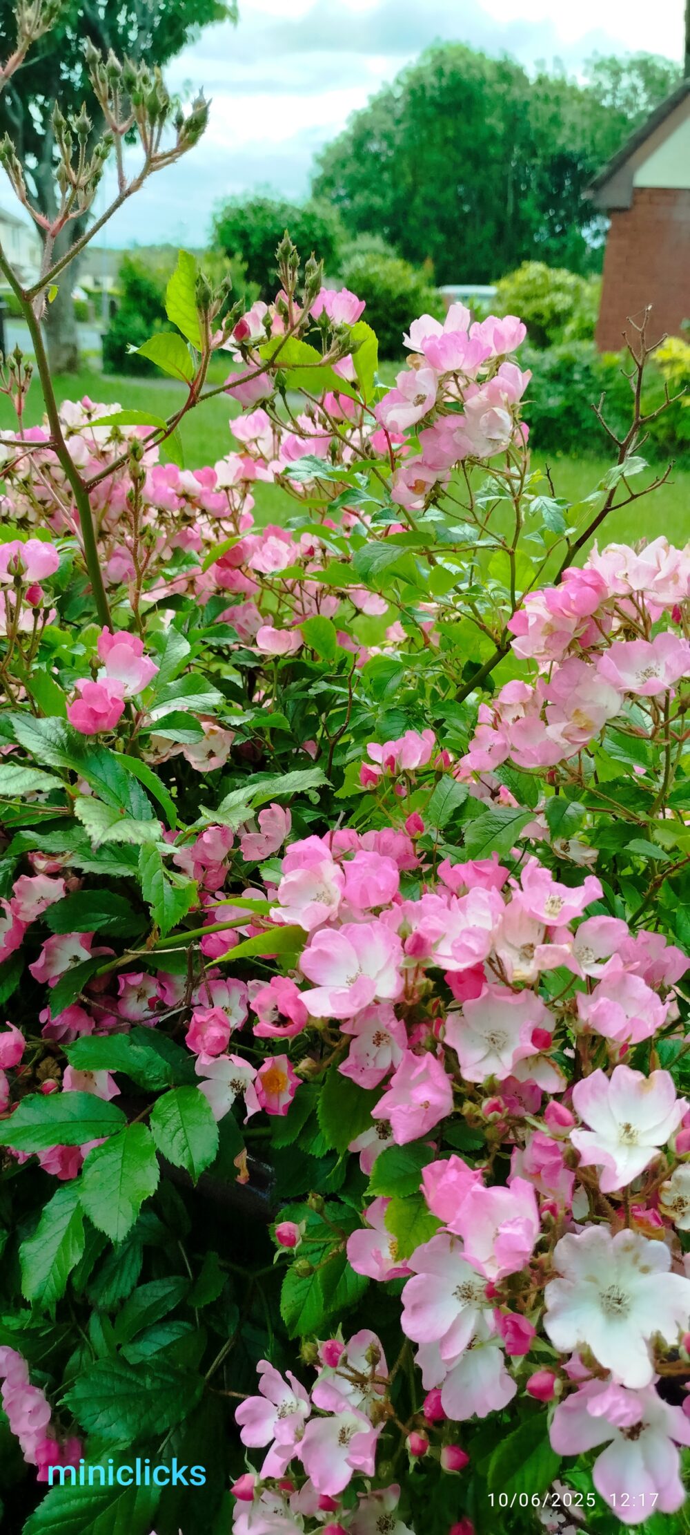 Pink rose