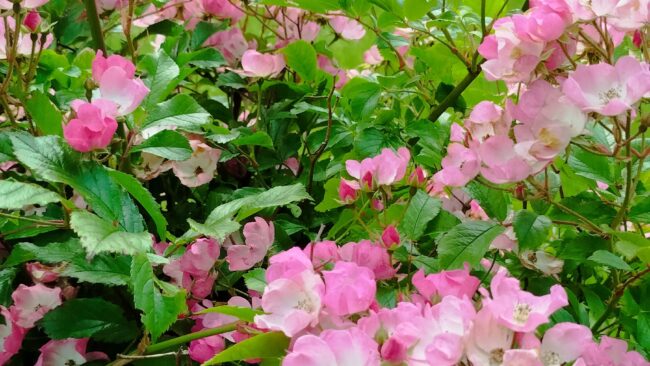 Pink rose