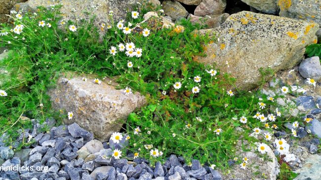 Wildflowers