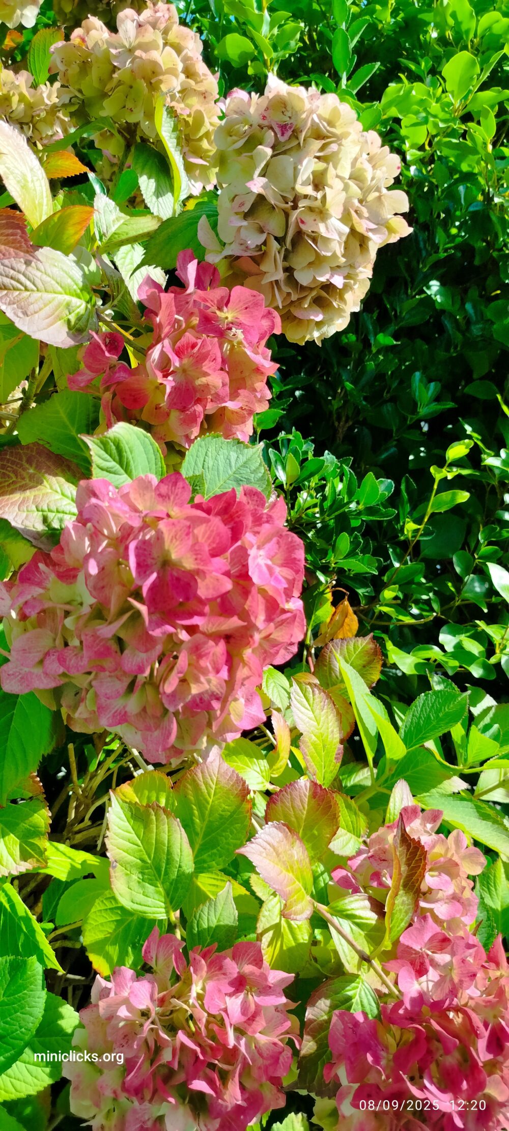 Natural beauty 2
