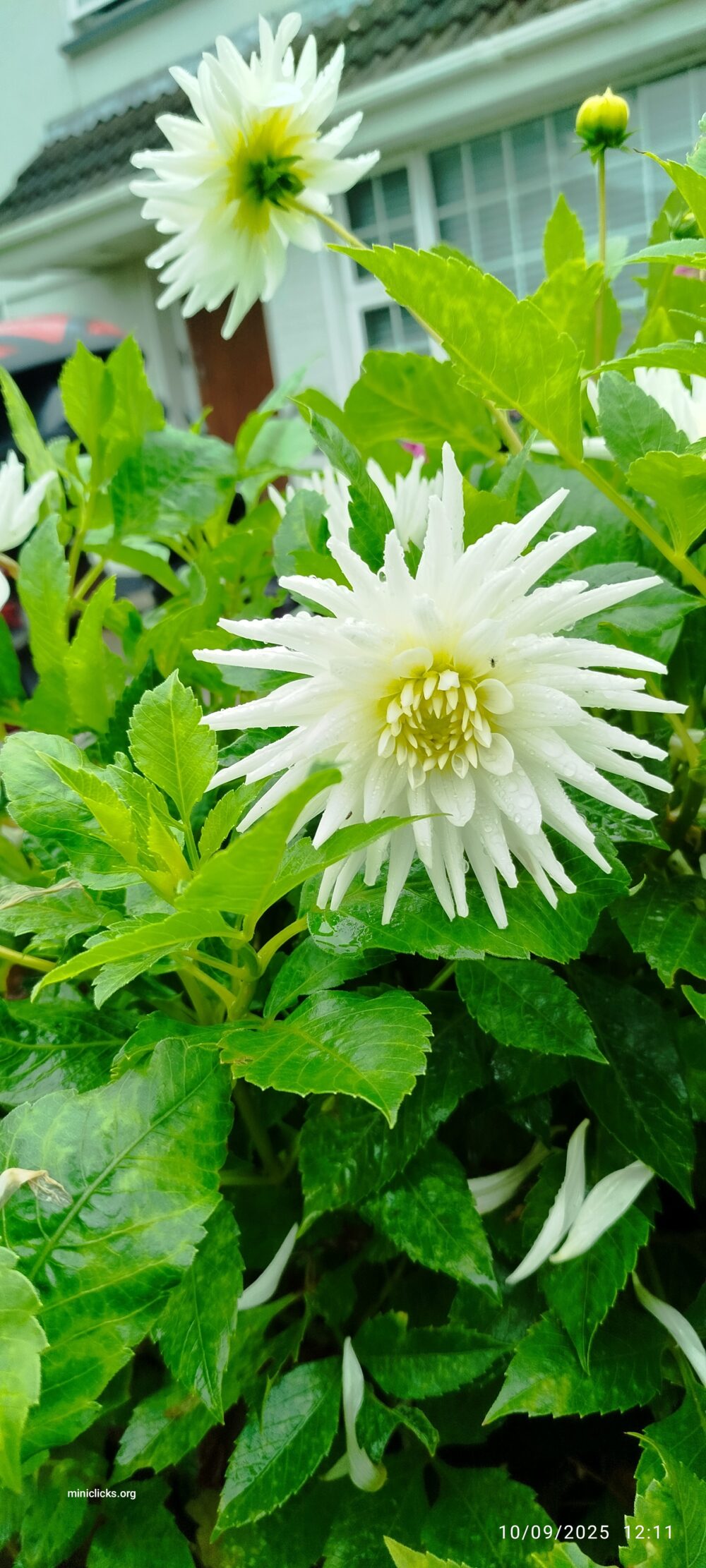 Dahlia