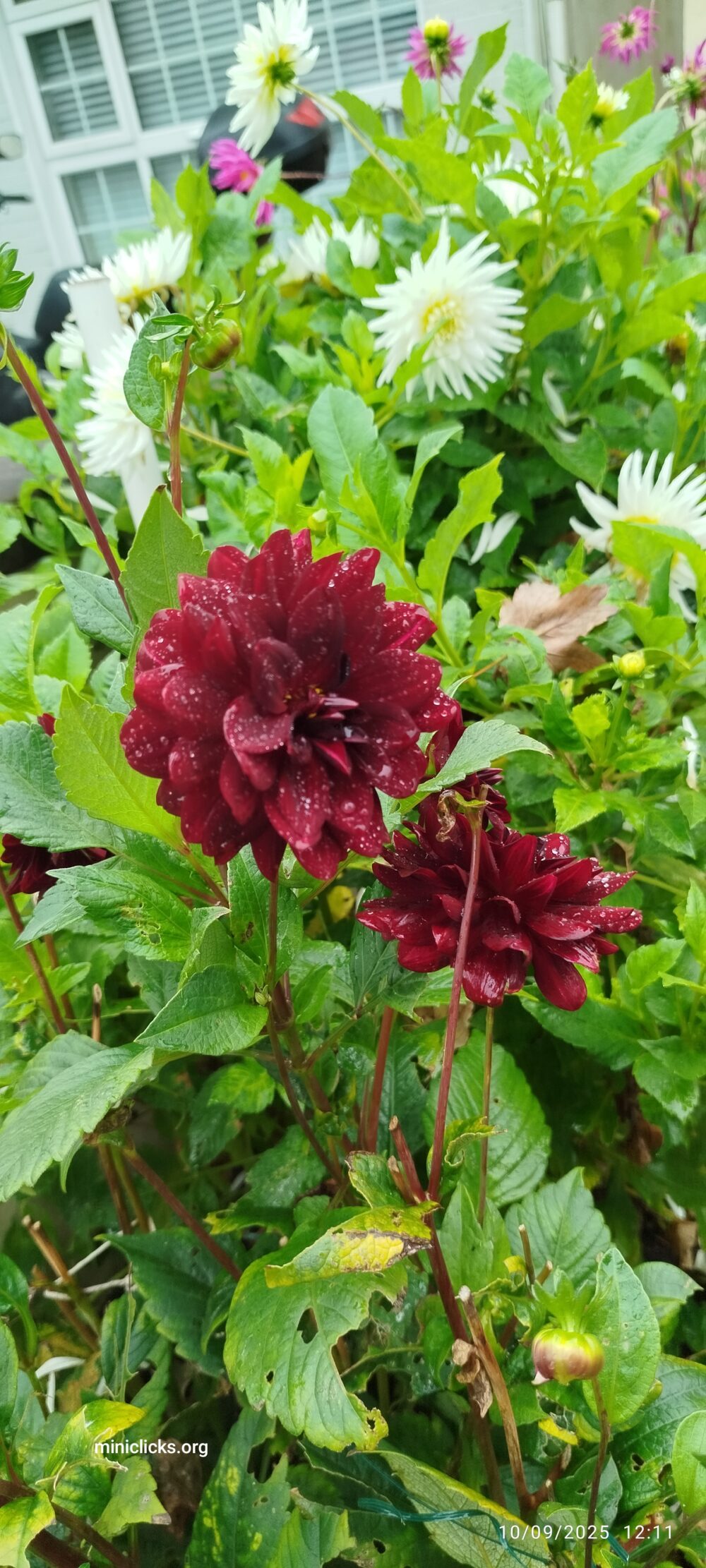 Dalia