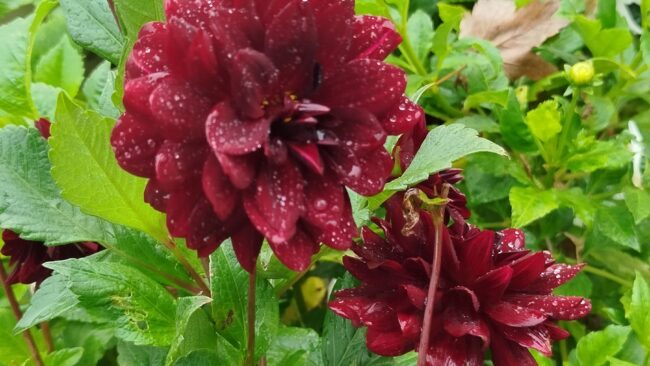 Dalia