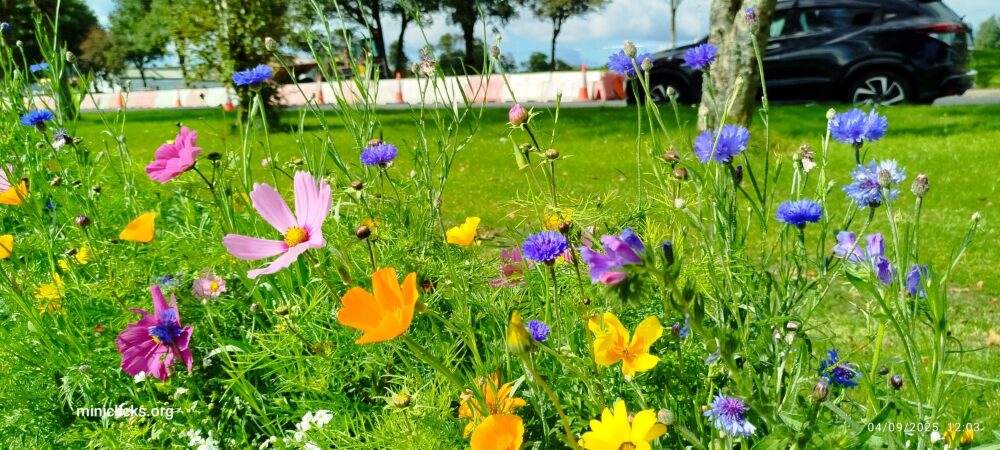 Beautiful flowers - Image 2