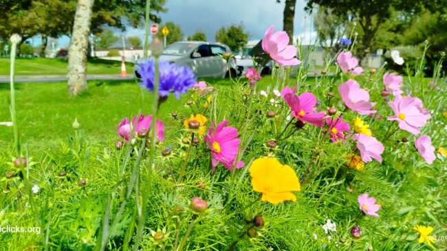 Beautiful flowers