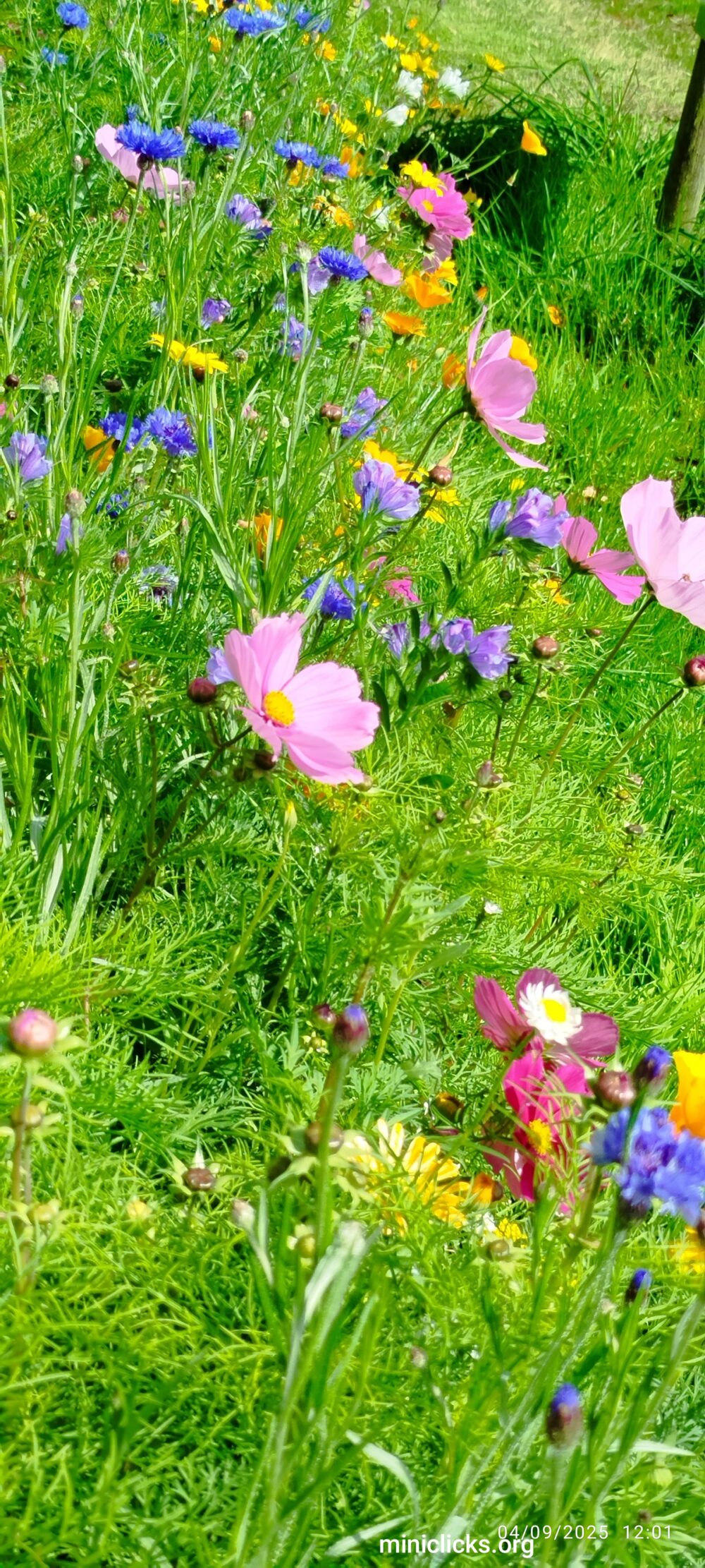 Wildflower