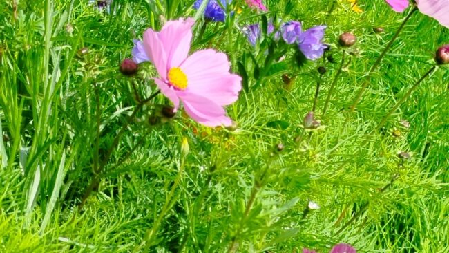Wildflower