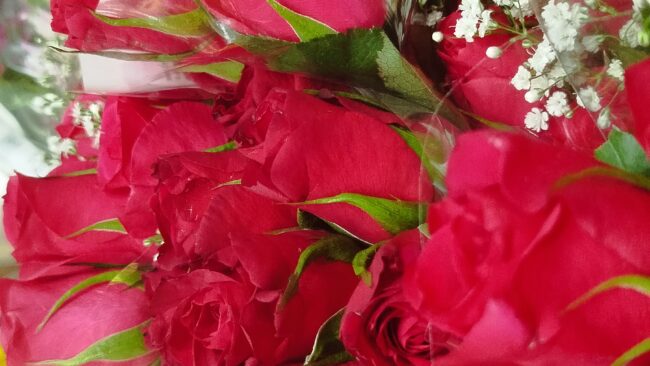 Red roses