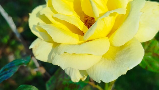 Yellow rose