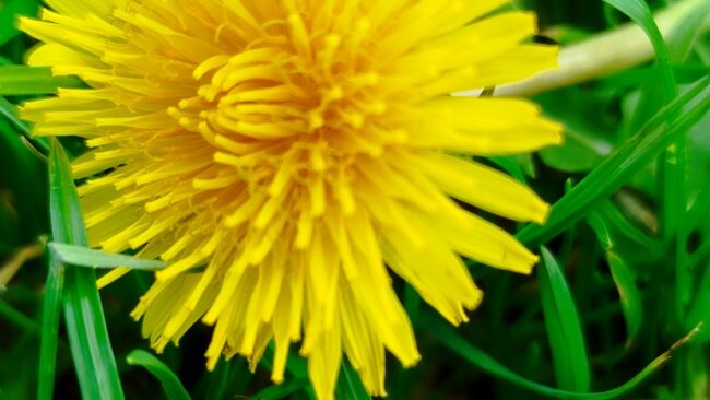 Dandelion blooms