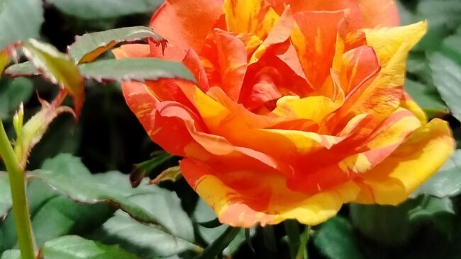 Orange colour Rose
