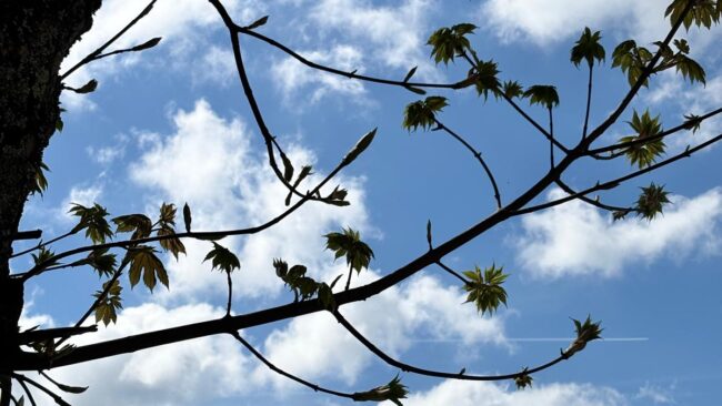 Beauty of nature