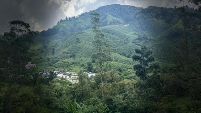 Nature
